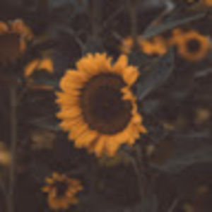 Meet your Posher, Nora